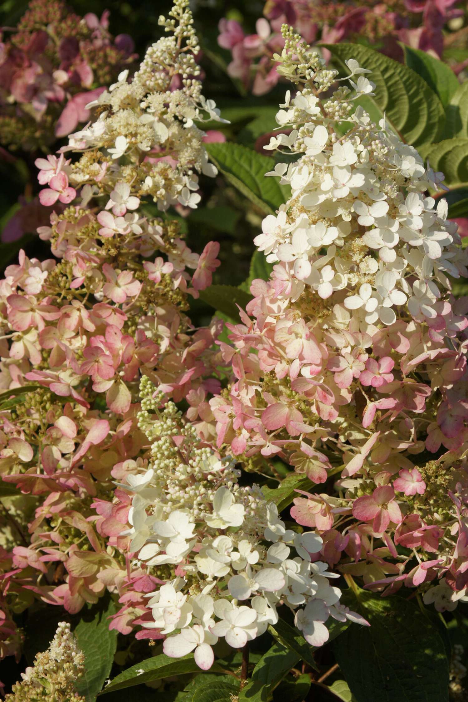 Die Hortensie ‘Pinky Winky’